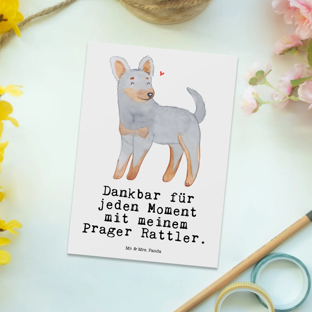 Postkarte Prager Rattler Moment Postkarte, Karte, Geschenkkarte, Grußkarte, Einladung, Ansichtskarte, Geburtstagskarte, Einladungskarte, Dankeskarte, Ansichtskarten, Einladung Geburtstag, Einladungskarten Geburtstag, Hund, Hunderasse, Rassehund, Hundebesitzer, Geschenk, Tierfreund, Schenken, Welpe, Pincher, Prager Rattler