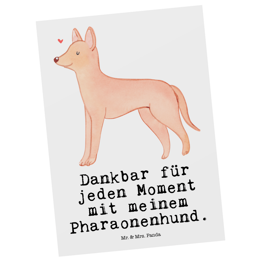 Postkarte Pharaonenhund Moment Postkarte, Karte, Geschenkkarte, Grußkarte, Einladung, Ansichtskarte, Geburtstagskarte, Einladungskarte, Dankeskarte, Ansichtskarten, Einladung Geburtstag, Einladungskarten Geburtstag, Hund, Hunderasse, Rassehund, Hundebesitzer, Geschenk, Tierfreund, Schenken, Welpe, Pharaonenhund, Pharaoh Hound, Kelb tal-Fenek