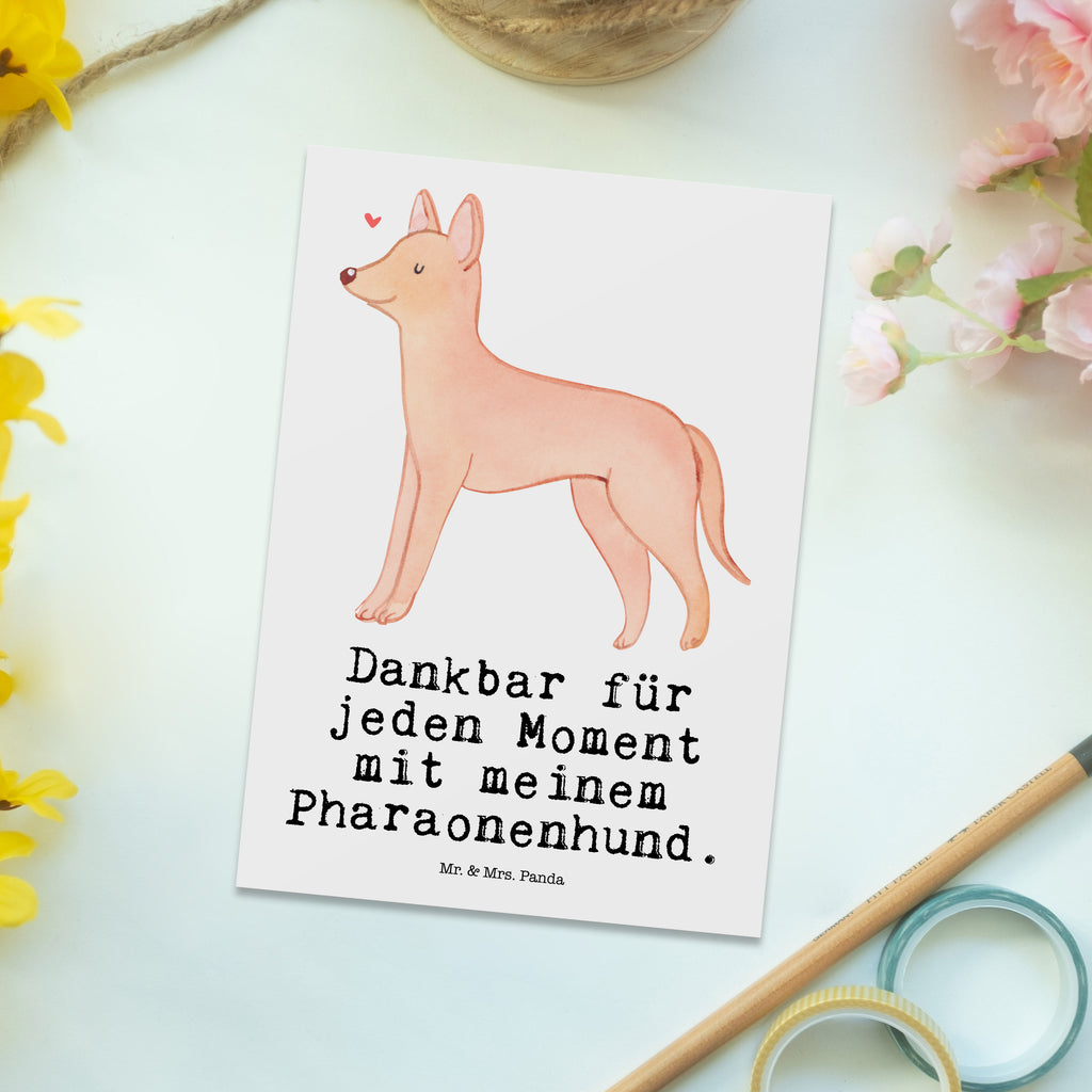 Postkarte Pharaonenhund Moment Postkarte, Karte, Geschenkkarte, Grußkarte, Einladung, Ansichtskarte, Geburtstagskarte, Einladungskarte, Dankeskarte, Ansichtskarten, Einladung Geburtstag, Einladungskarten Geburtstag, Hund, Hunderasse, Rassehund, Hundebesitzer, Geschenk, Tierfreund, Schenken, Welpe, Pharaonenhund, Pharaoh Hound, Kelb tal-Fenek