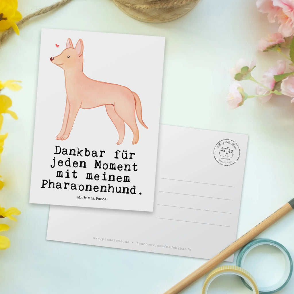 Postkarte Pharaonenhund Moment Postkarte, Karte, Geschenkkarte, Grußkarte, Einladung, Ansichtskarte, Geburtstagskarte, Einladungskarte, Dankeskarte, Ansichtskarten, Einladung Geburtstag, Einladungskarten Geburtstag, Hund, Hunderasse, Rassehund, Hundebesitzer, Geschenk, Tierfreund, Schenken, Welpe, Pharaonenhund, Pharaoh Hound, Kelb tal-Fenek