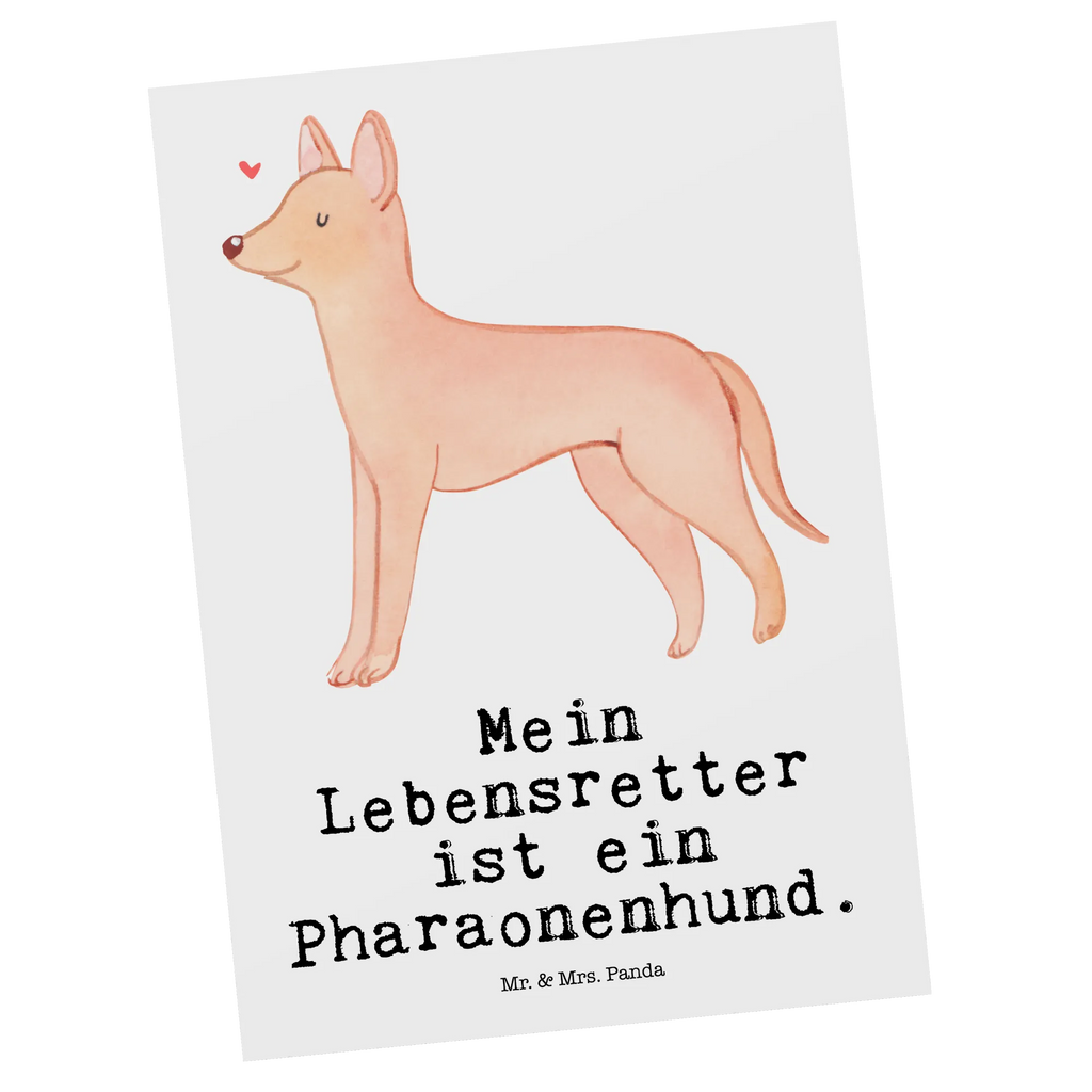 Postkarte Pharaonenhund Lebensretter Postkarte, Karte, Geschenkkarte, Grußkarte, Einladung, Ansichtskarte, Geburtstagskarte, Einladungskarte, Dankeskarte, Ansichtskarten, Einladung Geburtstag, Einladungskarten Geburtstag, Hund, Hunderasse, Rassehund, Hundebesitzer, Geschenk, Tierfreund, Schenken, Welpe, Pharaonenhund, Pharaoh Hound, Kelb tal-Fenek