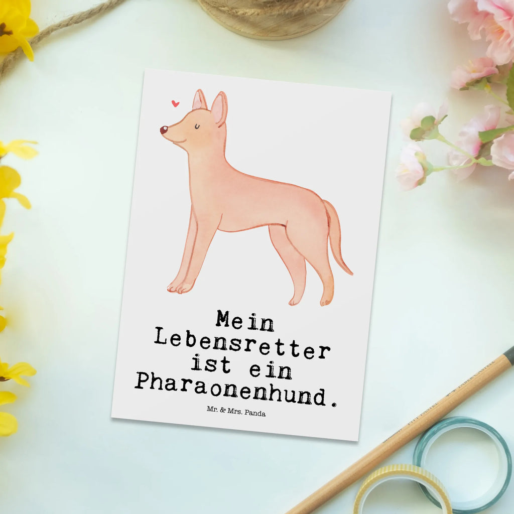 Postkarte Pharaonenhund Lebensretter Postkarte, Karte, Geschenkkarte, Grußkarte, Einladung, Ansichtskarte, Geburtstagskarte, Einladungskarte, Dankeskarte, Ansichtskarten, Einladung Geburtstag, Einladungskarten Geburtstag, Hund, Hunderasse, Rassehund, Hundebesitzer, Geschenk, Tierfreund, Schenken, Welpe, Pharaonenhund, Pharaoh Hound, Kelb tal-Fenek