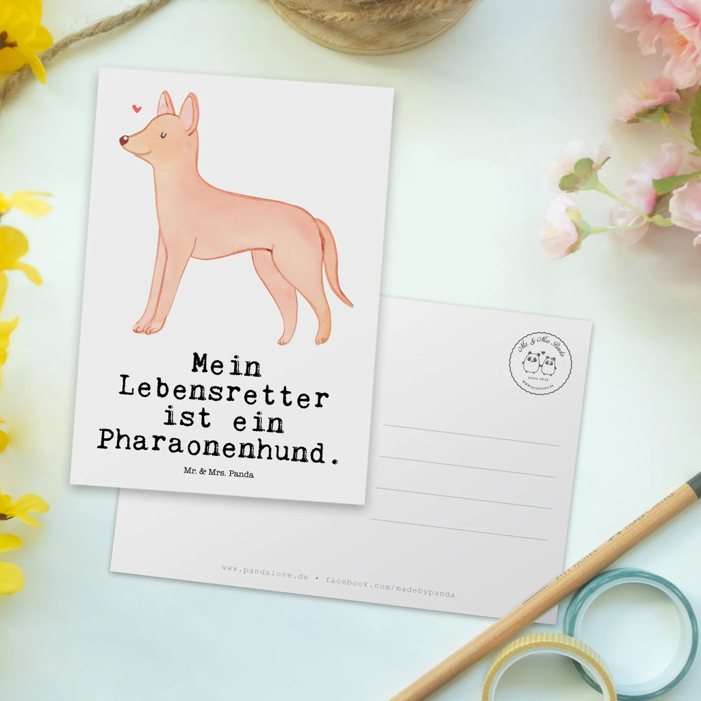 Postkarte Pharaonenhund Lebensretter Postkarte, Karte, Geschenkkarte, Grußkarte, Einladung, Ansichtskarte, Geburtstagskarte, Einladungskarte, Dankeskarte, Ansichtskarten, Einladung Geburtstag, Einladungskarten Geburtstag, Hund, Hunderasse, Rassehund, Hundebesitzer, Geschenk, Tierfreund, Schenken, Welpe, Pharaonenhund, Pharaoh Hound, Kelb tal-Fenek