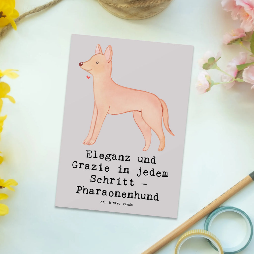 Postkarte Eleganter Pharaonenhund Postkarte, Karte, Geschenkkarte, Grußkarte, Einladung, Ansichtskarte, Geburtstagskarte, Einladungskarte, Dankeskarte, Ansichtskarten, Einladung Geburtstag, Einladungskarten Geburtstag, Hund, Hunderasse, Rassehund, Hundebesitzer, Geschenk, Tierfreund, Schenken, Welpe