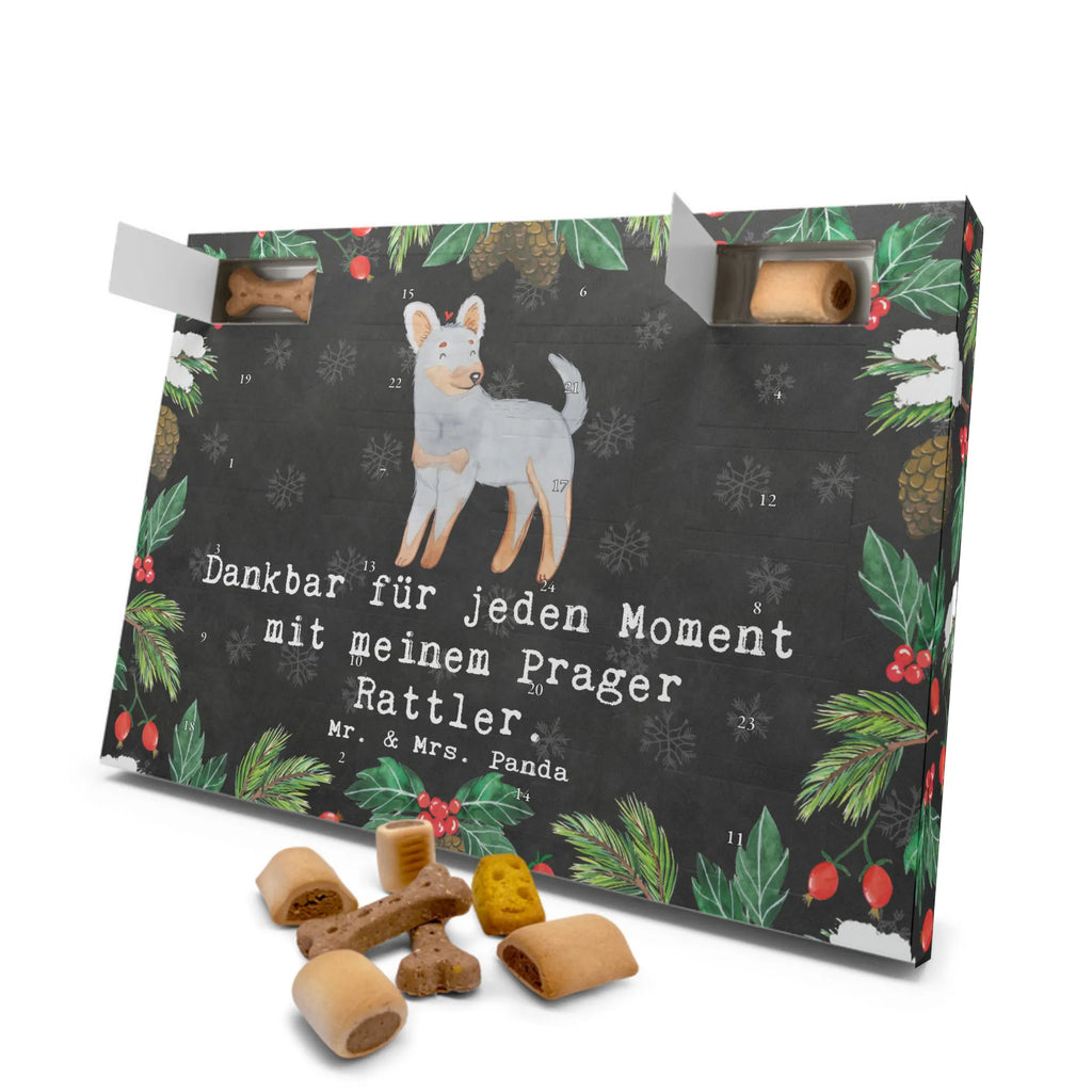 Hunde Adventskalender Prager Rattler Moment Hunde Adventskalender, Weihnachtskalender, Kalender, Weihnachten, Adventskalender für Hunde, Hund, Hunderasse, Rassehund, Hundebesitzer, Geschenk, Tierfreund, Schenken, Welpe, Pincher, Prager Rattler