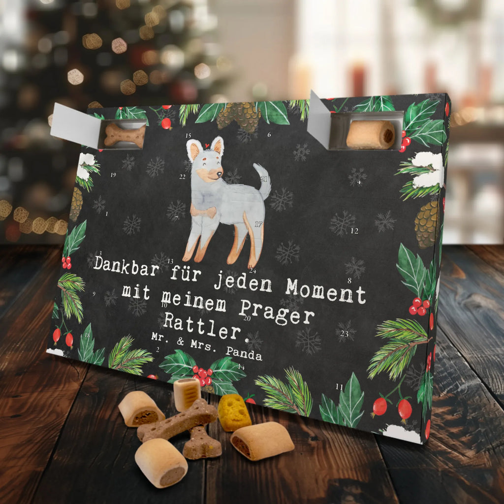 Hunde Adventskalender Prager Rattler Moment Hunde Adventskalender, Weihnachtskalender, Kalender, Weihnachten, Adventskalender für Hunde, Hund, Hunderasse, Rassehund, Hundebesitzer, Geschenk, Tierfreund, Schenken, Welpe, Pincher, Prager Rattler