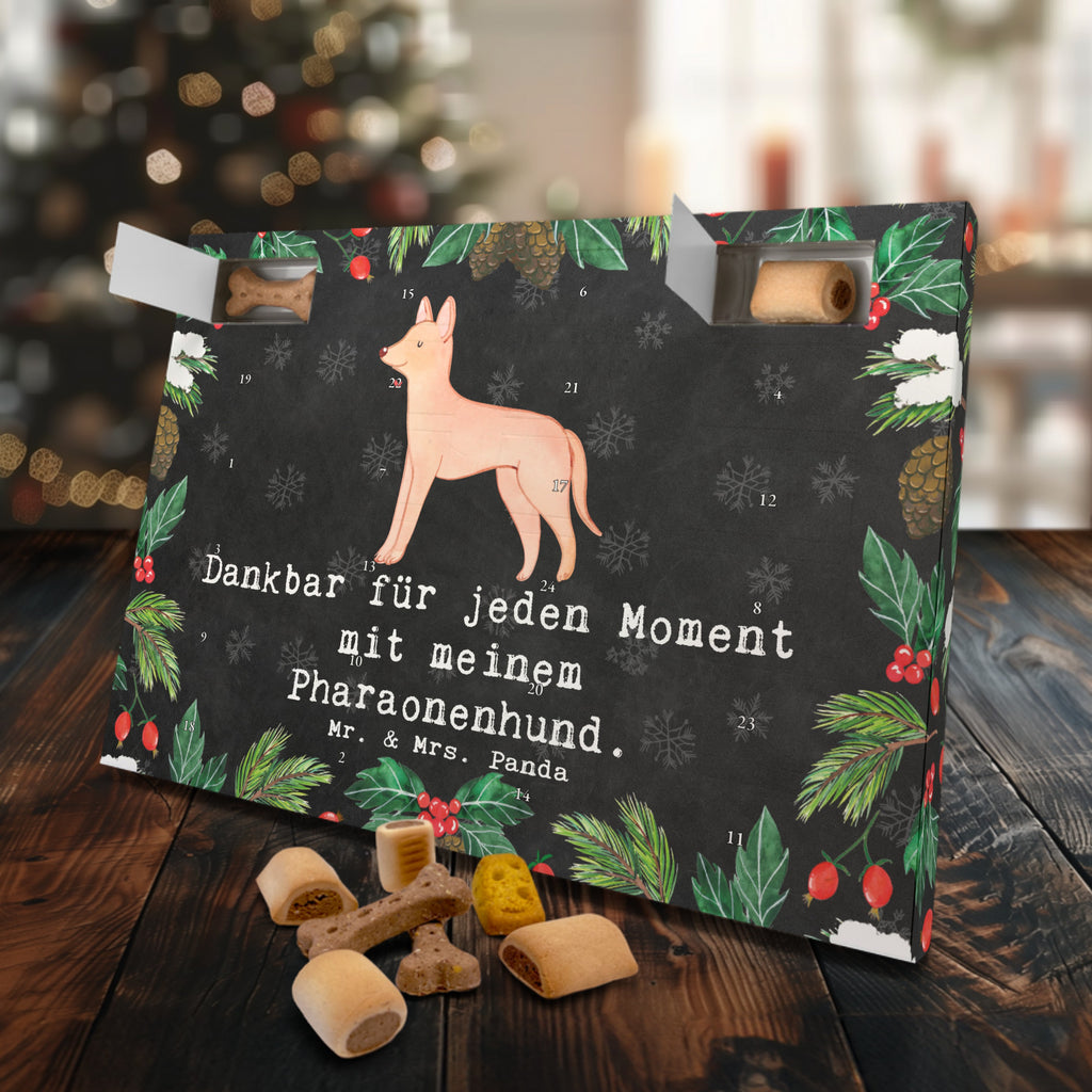 Hunde Adventskalender Pharaonenhund Moment Hunde Adventskalender, Weihnachtskalender, Kalender, Weihnachten, Adventskalender für Hunde, Hund, Hunderasse, Rassehund, Hundebesitzer, Geschenk, Tierfreund, Schenken, Welpe, Pharaonenhund, Pharaoh Hound, Kelb tal-Fenek