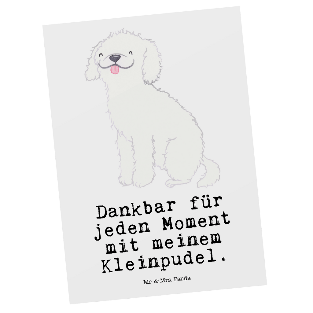 Postkarte Kleinpudel Moment Postkarte, Karte, Geschenkkarte, Grußkarte, Einladung, Ansichtskarte, Geburtstagskarte, Einladungskarte, Dankeskarte, Ansichtskarten, Einladung Geburtstag, Einladungskarten Geburtstag, Hund, Hunderasse, Rassehund, Hundebesitzer, Geschenk, Tierfreund, Schenken, Welpe, Pudel, Kleinpudel