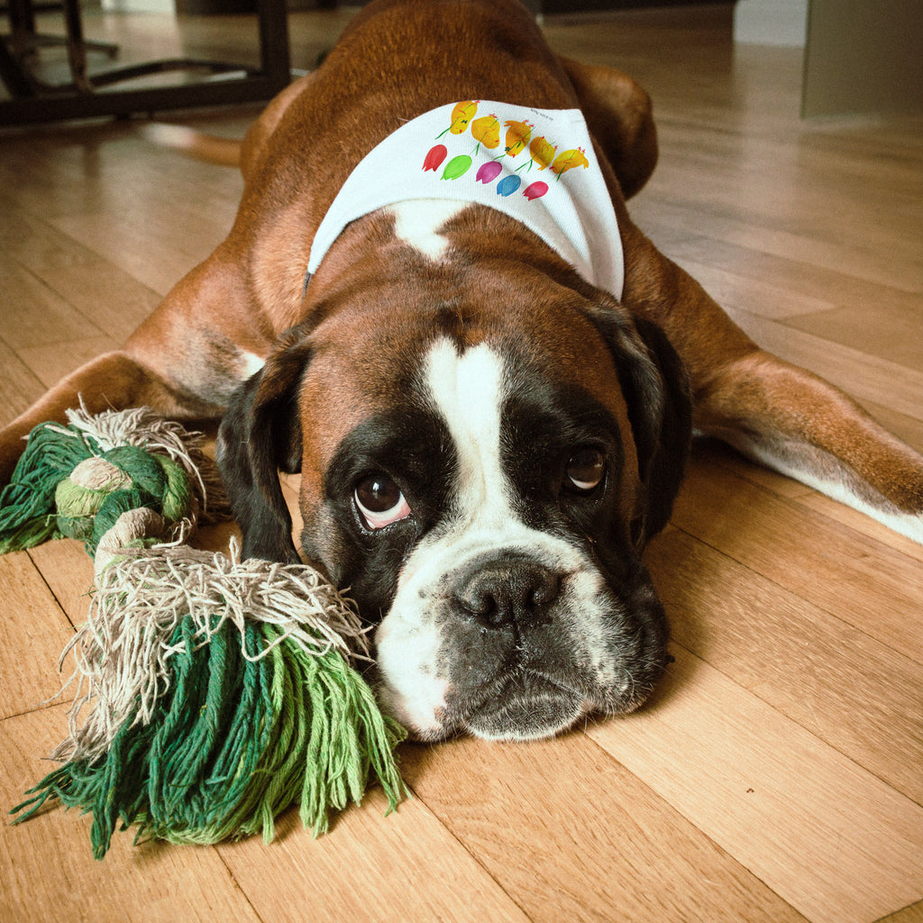 Hundehalstuch Küken Parade Hundehalstuch, Halstuch, Hunde, Tuch, mittel, mittelgroße Hunde, Ostern, Osterhase, Ostergeschenke, Osternest, Osterdeko, Geschenke zu Ostern, Ostern Geschenk, Ostergeschenke Kinder, Ostern Kinder, Küken, Parade, Tulpen, Frohe Ostern, Ostergrüße, Blumen